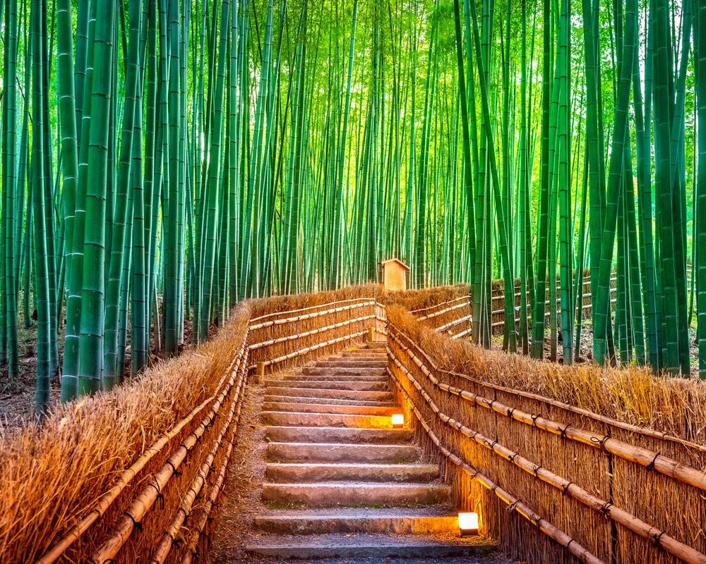 P0393 -Forêt de bambou
