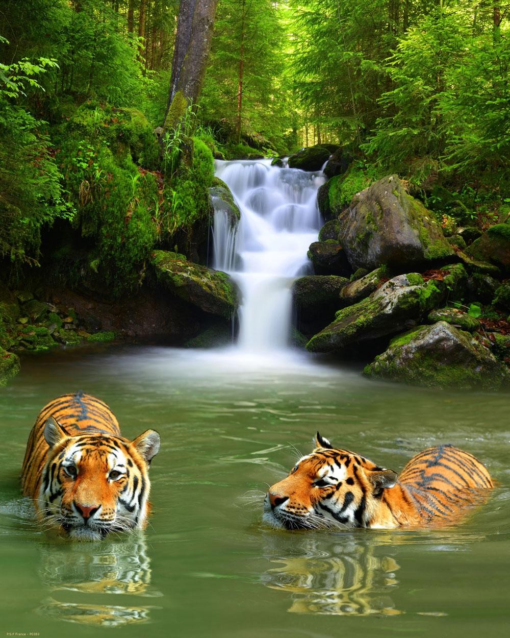 2 Tigres